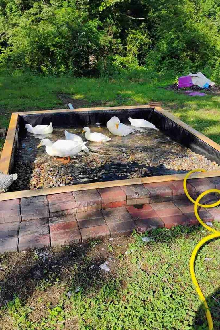 27 DIY Duck Pond Ideas to Inspire Your Backyard Paradise