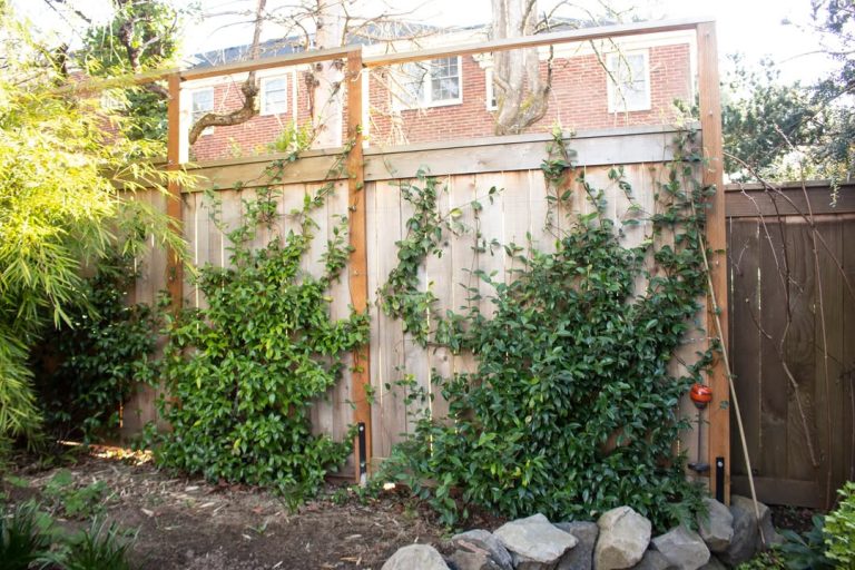 The Trellis Ideas That Made My Star Jasmine Look Like a Garden Feature