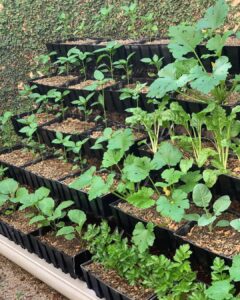 Verticalgardenskenya 1681283937 3079155298647200218 34155245262 240x300