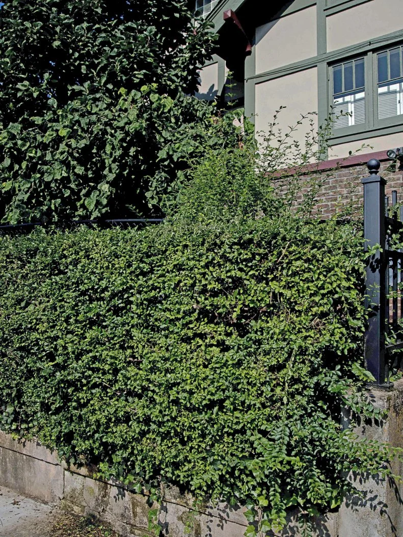Geometric lattice and planter combo fence