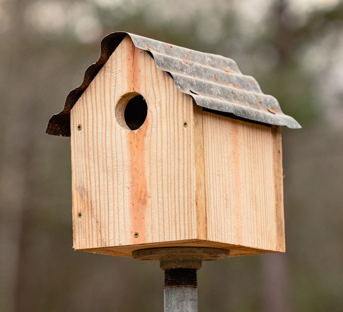 Modern birdhouse combining natural wood with a sleek metallic silver roof.