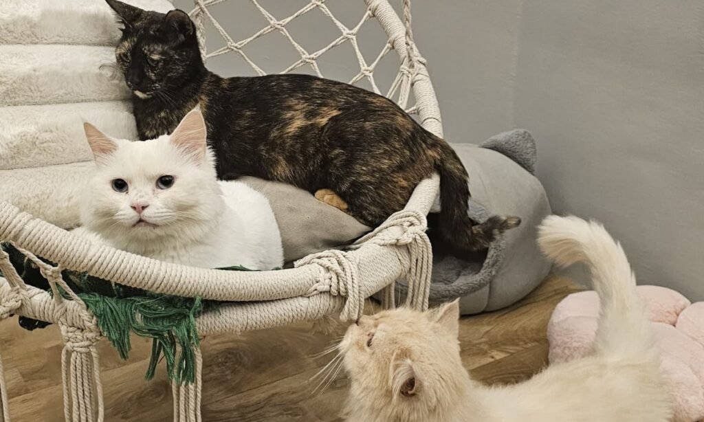 Boho chic macramé lounge chair cat hammock