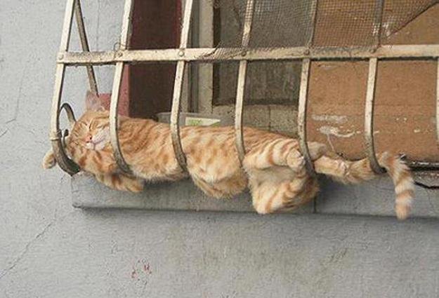 Tropical leaf print sling cat hammock