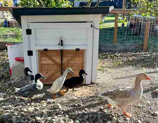 How to Build a Duck Enclosure That’s Safe, Clean, and Practical