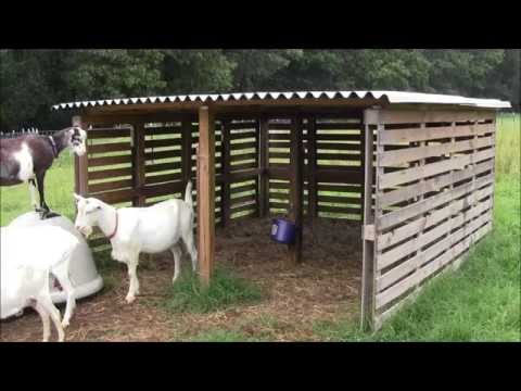Three sided goat shelter made from vertical pallets with a corrugated metal roof in a grassy field