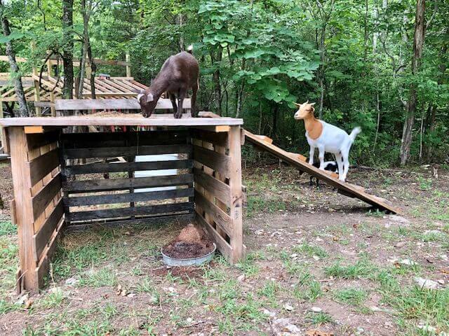 Goat shelter with a ramp that doubles as a climbing platform and shaded interior