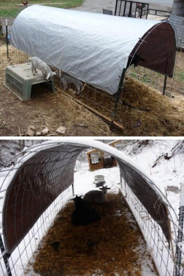 Movable cattle panel tarp tunnel shelter set in pasture for shade and rain protection