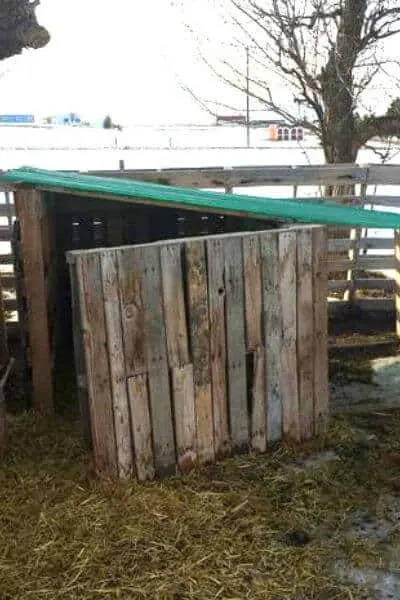 Budget pallet goat shelter with slanted plastic roof for quick rain protection