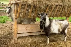 Elevated roofed hay feeder to keep hay clean and dry for goats