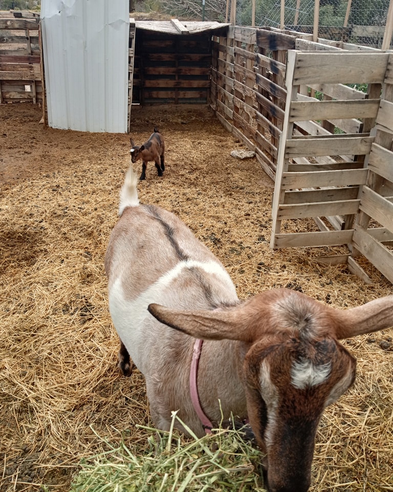 19 DIY Goat Shelters That Actually Protect Your Animals Year-Round