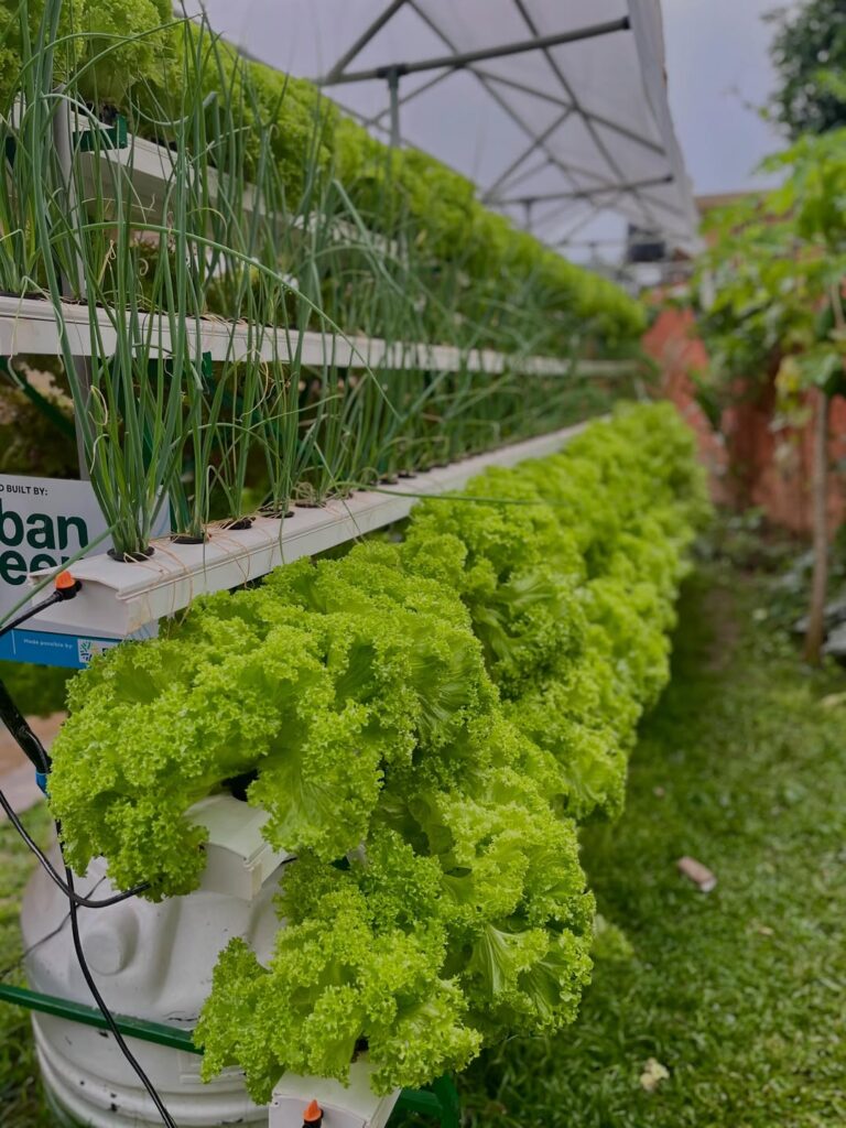 How to Start a DIY Hydroponic System at Home (23 Smart Setups)